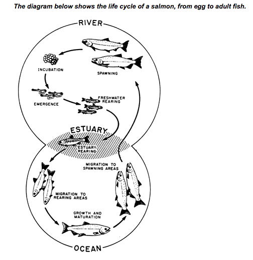 IELTS Academic Writing Task 1 Model Answer - Venn Diagram - Life Cycle of Salmon Fish